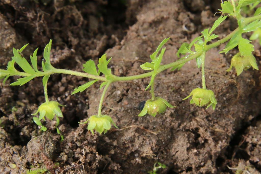 Potentilla supina (door Willem Braam)