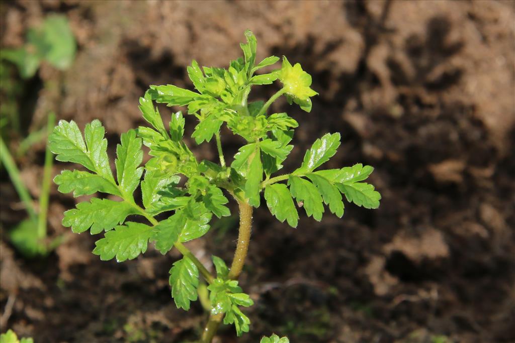 Potentilla supina (door Willem Braam)