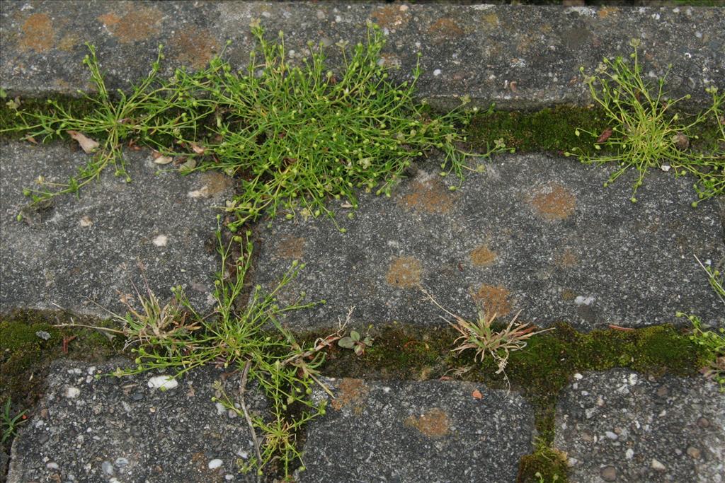 Sagina procumbens (door Willem Braam)