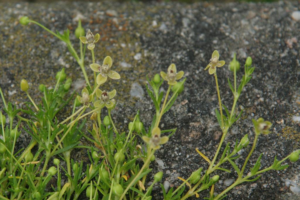 Sagina procumbens (door Willem Braam)