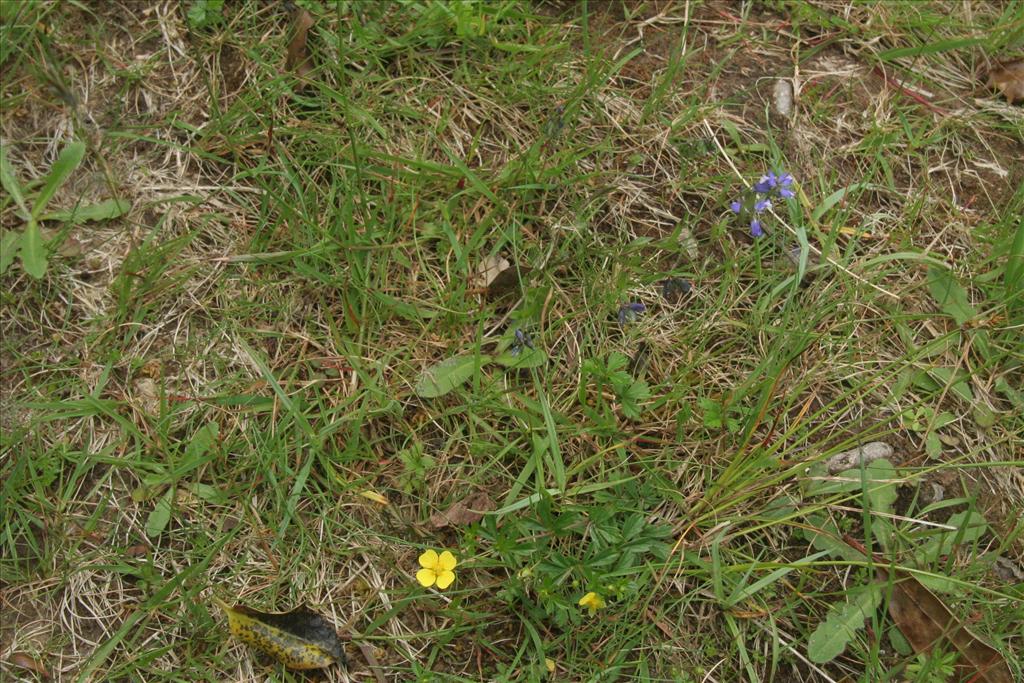 Polygala serpyllifolia (door Willem Braam)