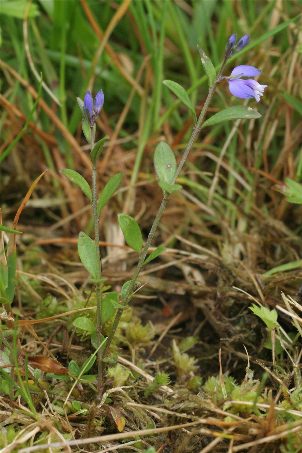 Polygala serpyllifolia (door Willem Braam)