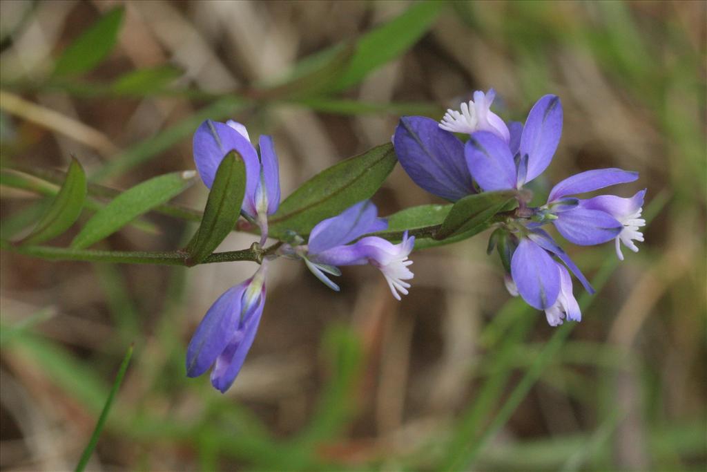 Polygala serpyllifolia (door Willem Braam)