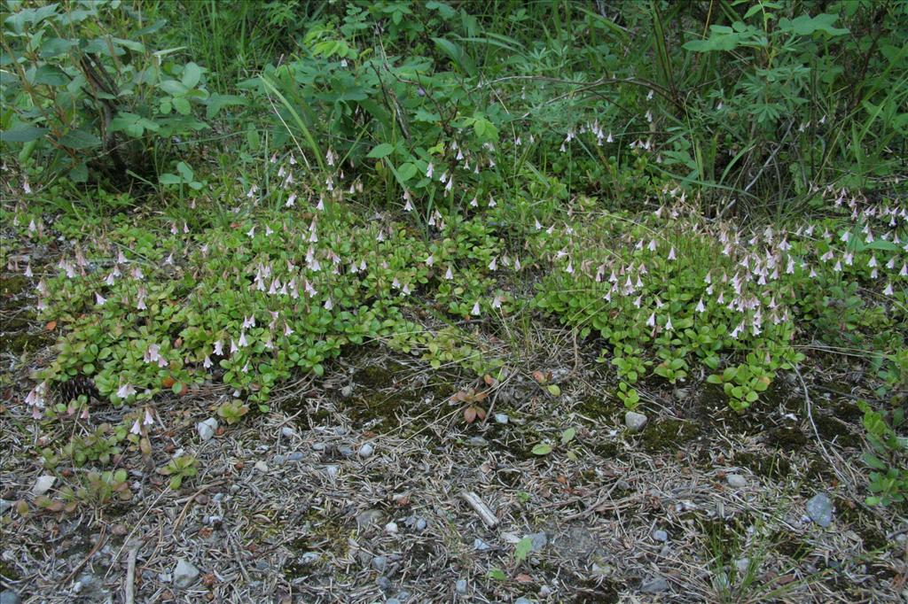 Linnaea borealis (door Willem Braam)