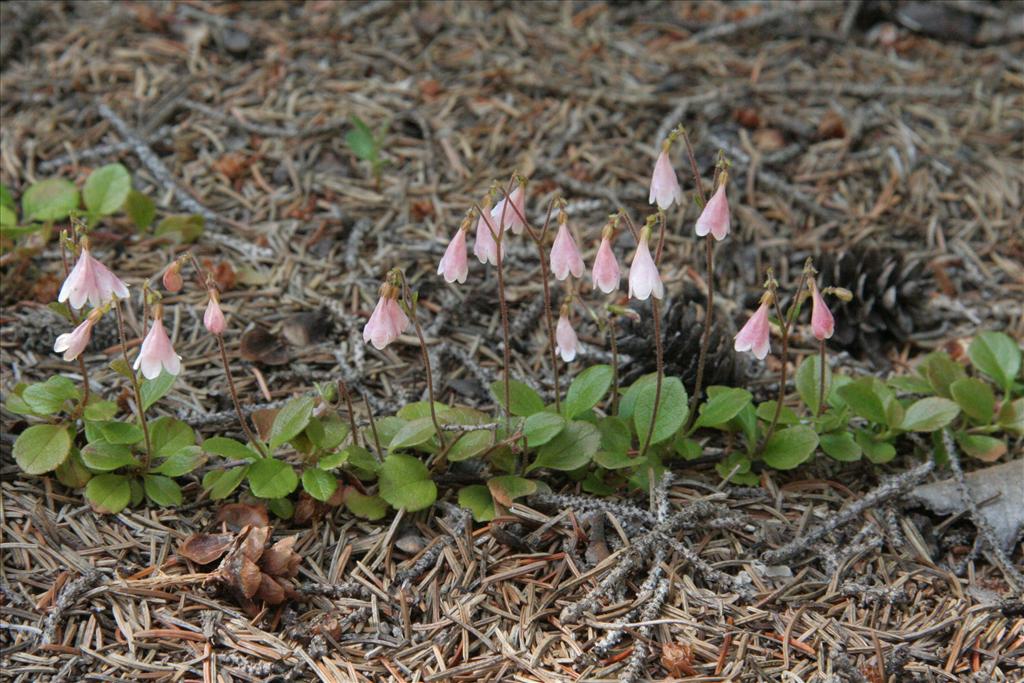 Linnaea borealis (door Willem Braam)