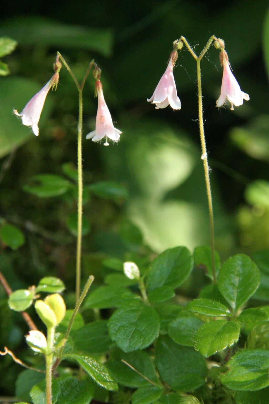 Linnaea borealis (door Willem Braam)