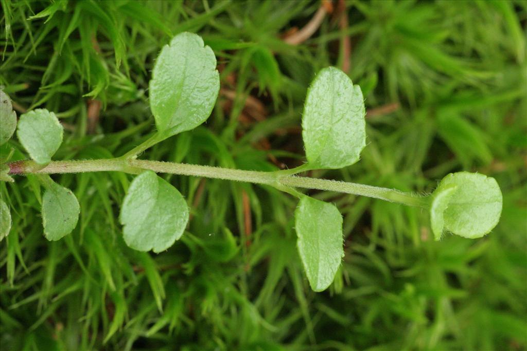 Linnaea borealis (door Willem Braam)