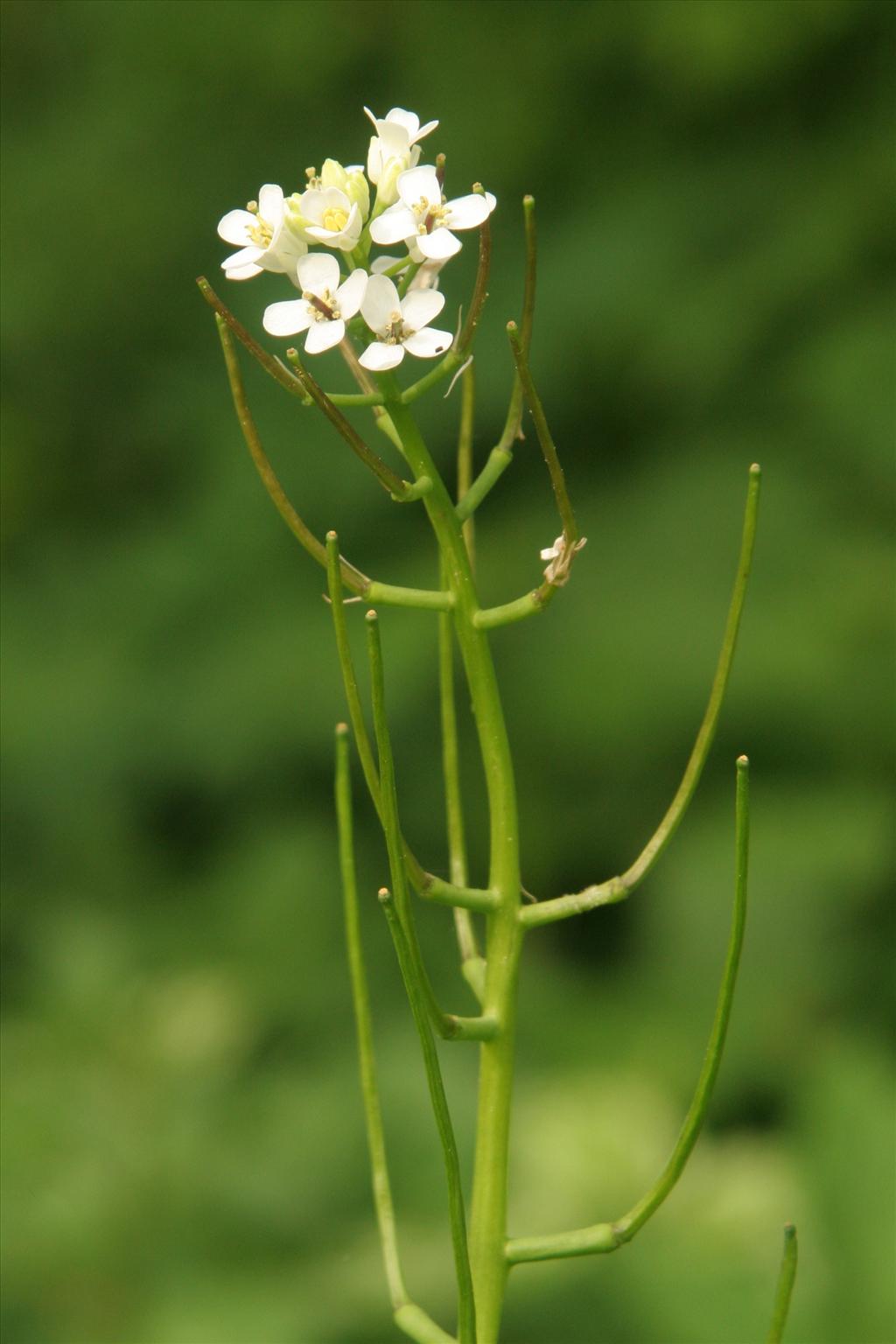 Alliaria petiolata (door Willem Braam)