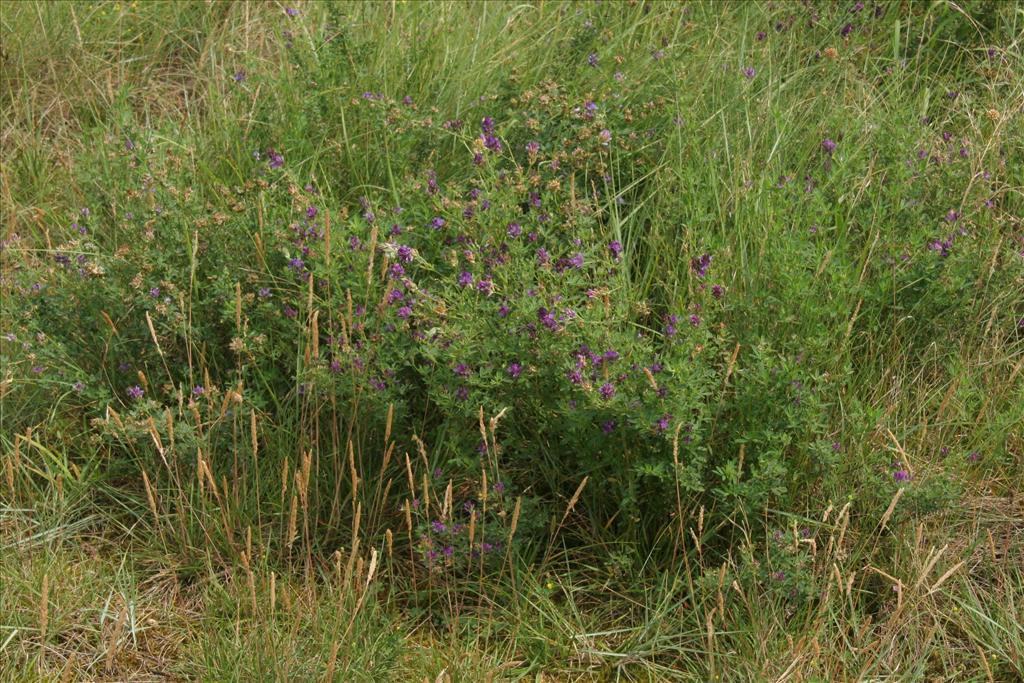 Medicago sativa (door Willem Braam)