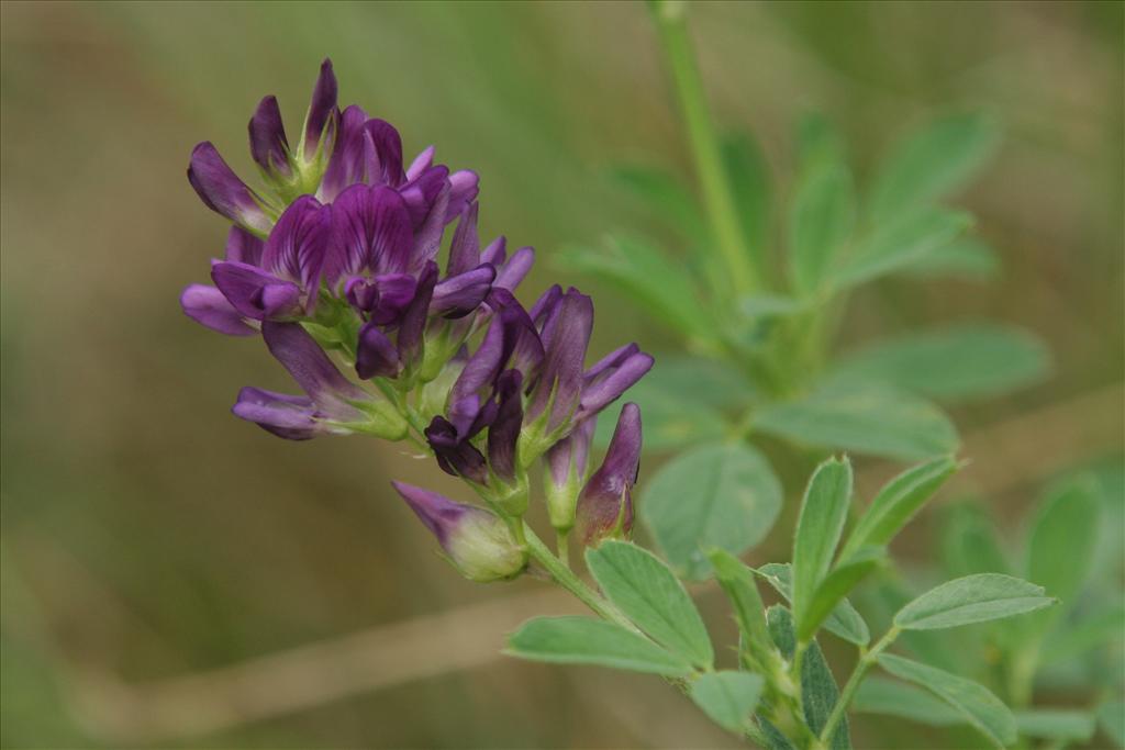 Medicago sativa (door Willem Braam)