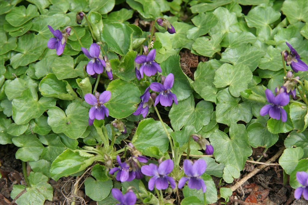 Viola odorata (door Willem Braam)