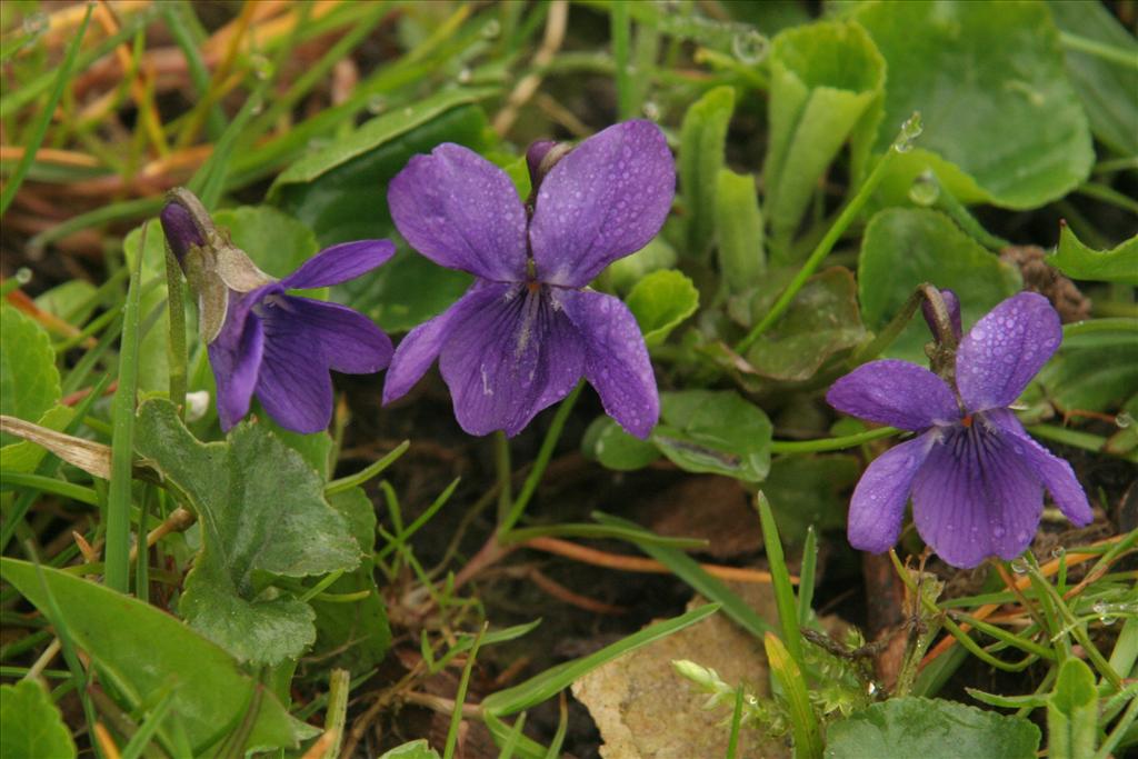 Viola odorata (door Willem Braam)