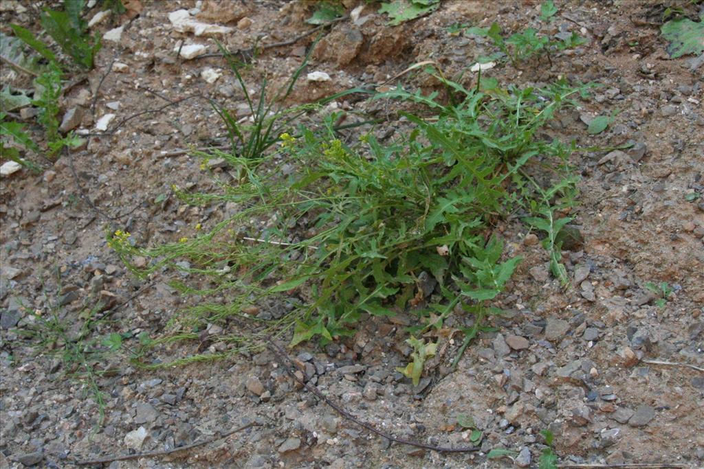 Sisymbrium austriacum subsp. chrysanthum (door Willem Braam)