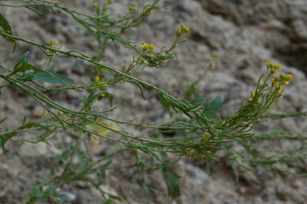 Sisymbrium austriacum subsp. chrysanthum (door Willem Braam)