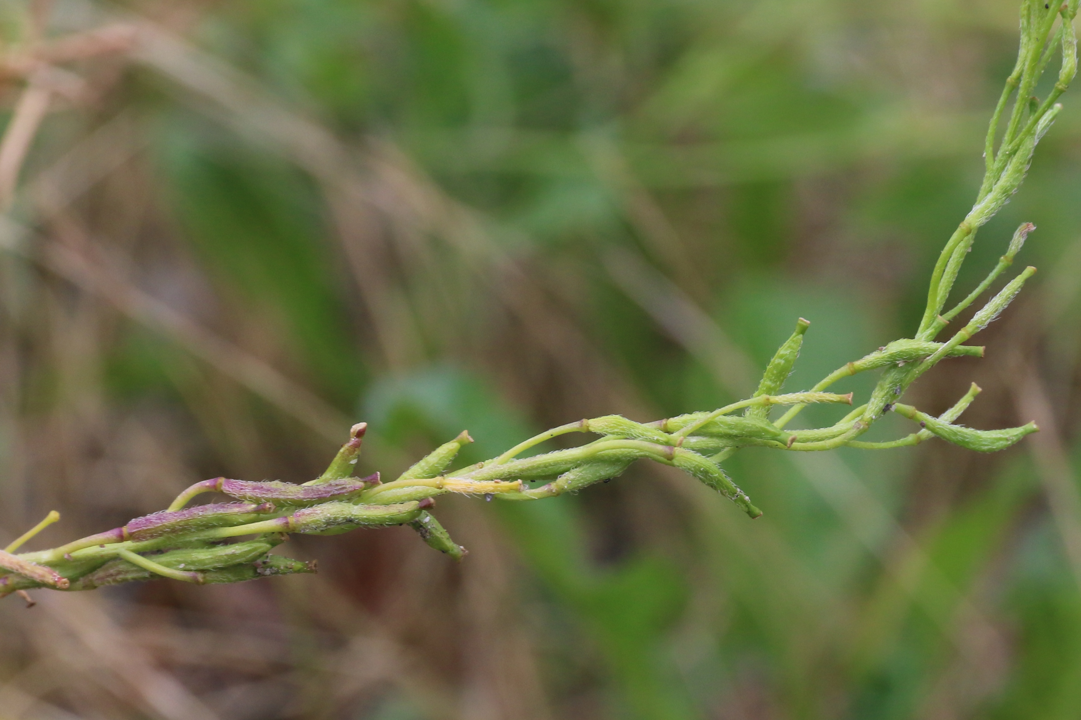 Sisymbrium austriacum subsp. chrysanthum (door Willem Braam)