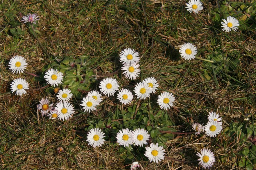 Bellis perennis (door Willem Braam)