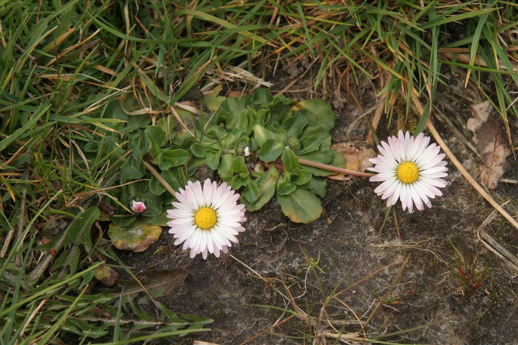 Bellis perennis (door Willem Braam)