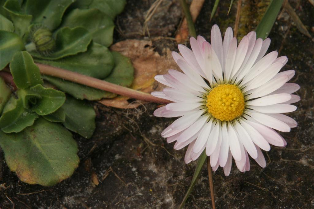 Bellis perennis (door Willem Braam)