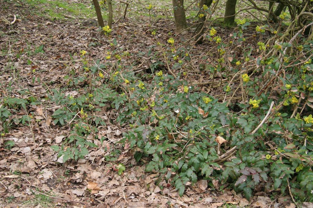 Berberis aquifolium (door Willem Braam)