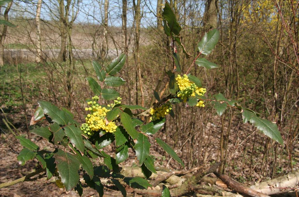 Berberis aquifolium (door Willem Braam)