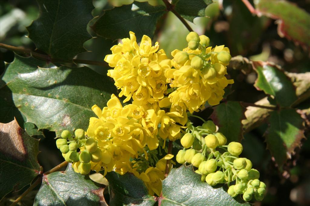 Berberis aquifolium (door Willem Braam)