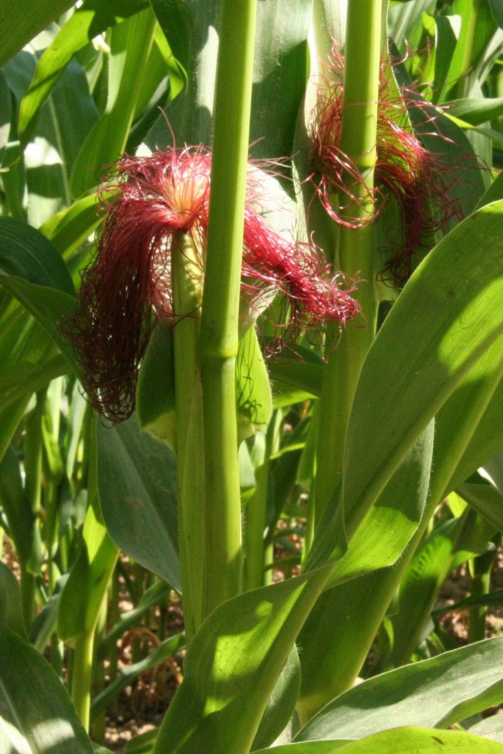 Zea mays (door Willem Braam)