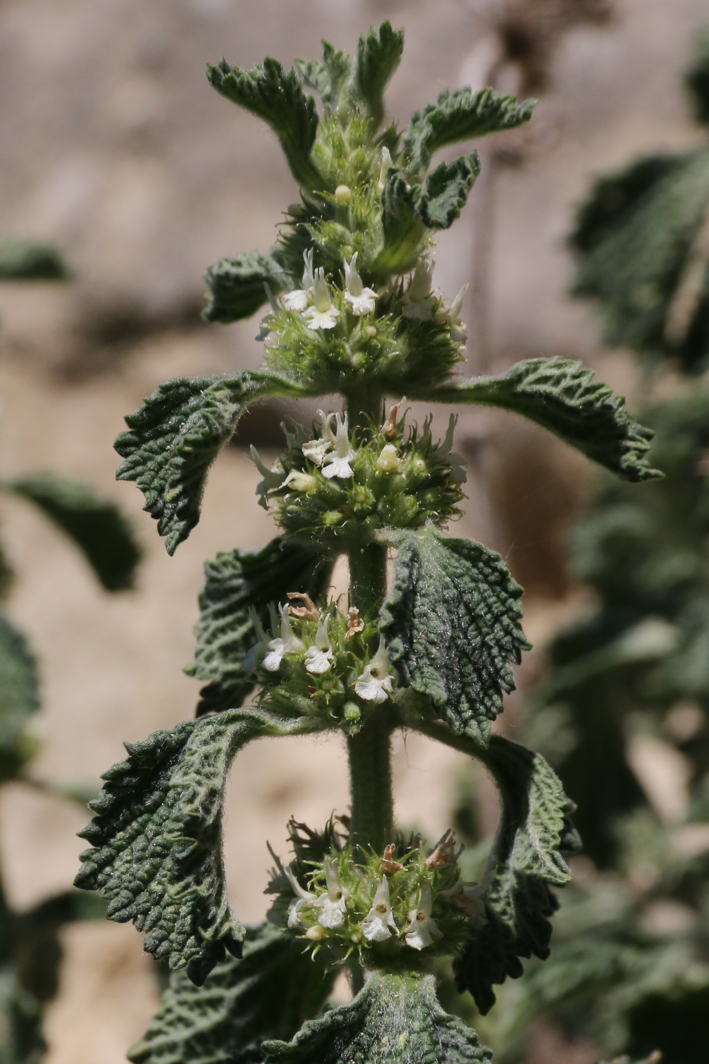 Marrubium vulgare (door Willem Braam)