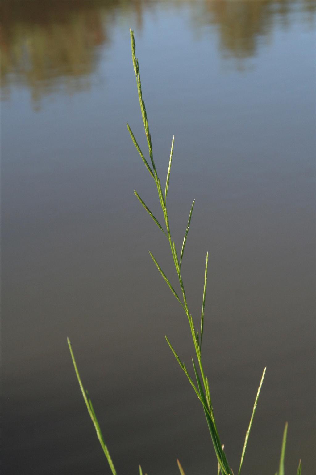 Glyceria fluitans (door Willem Braam)