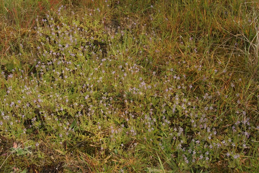 Veronica officinalis (door Willem Braam)