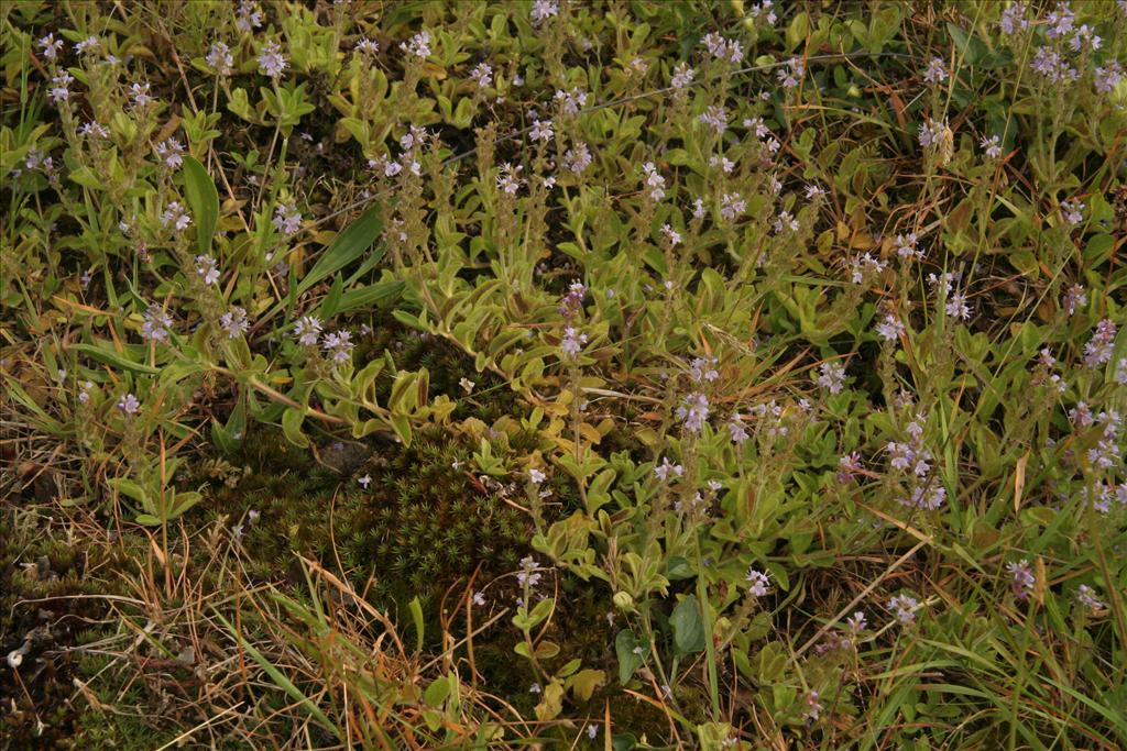 Veronica officinalis (door Willem Braam)