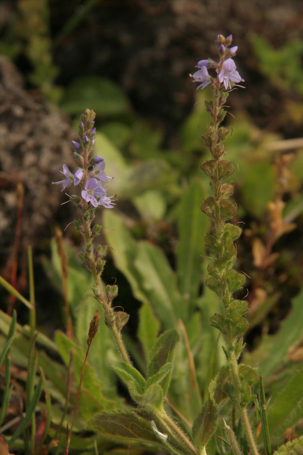 Veronica officinalis (door Willem Braam)