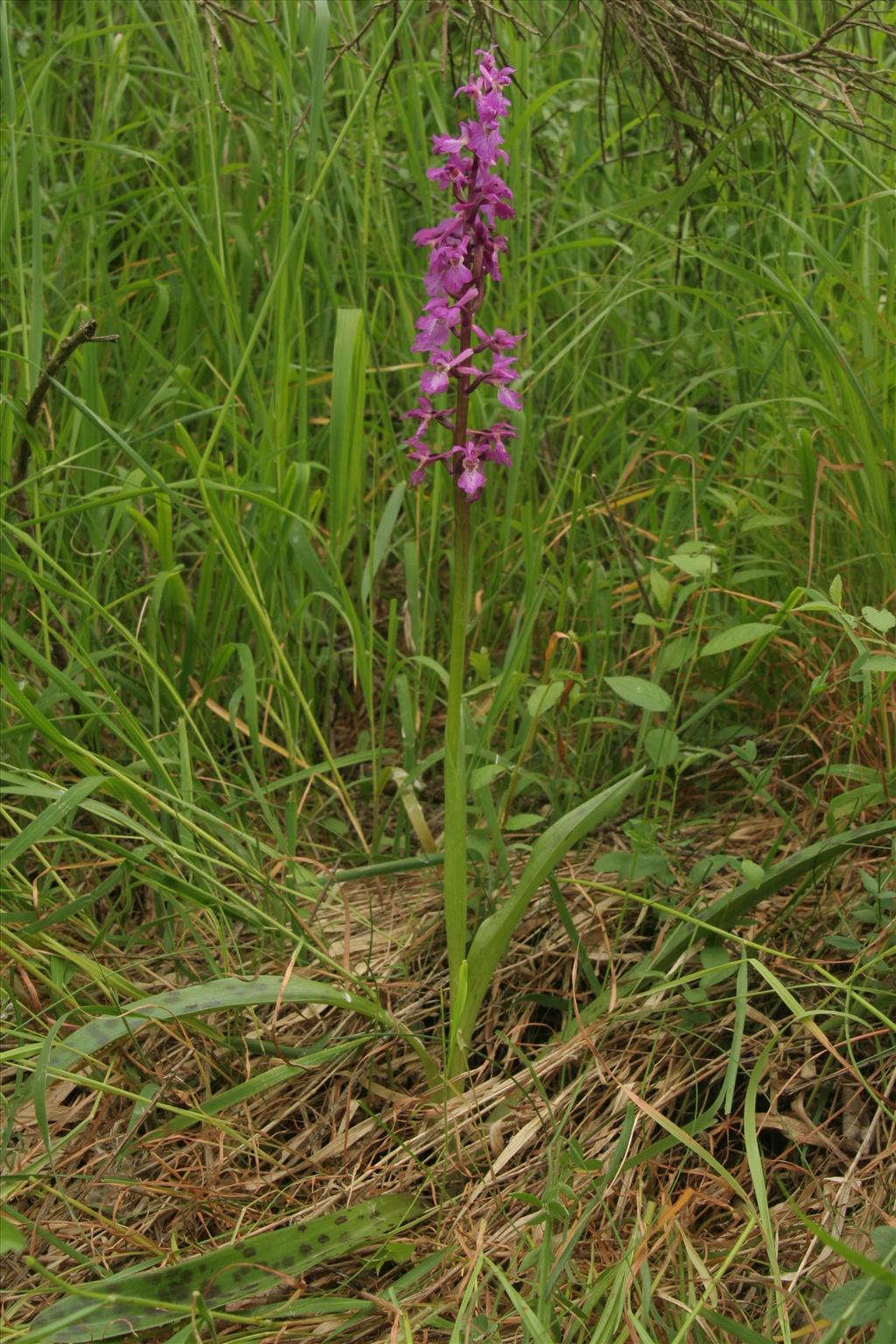 Orchis mascula (door Willem Braam)