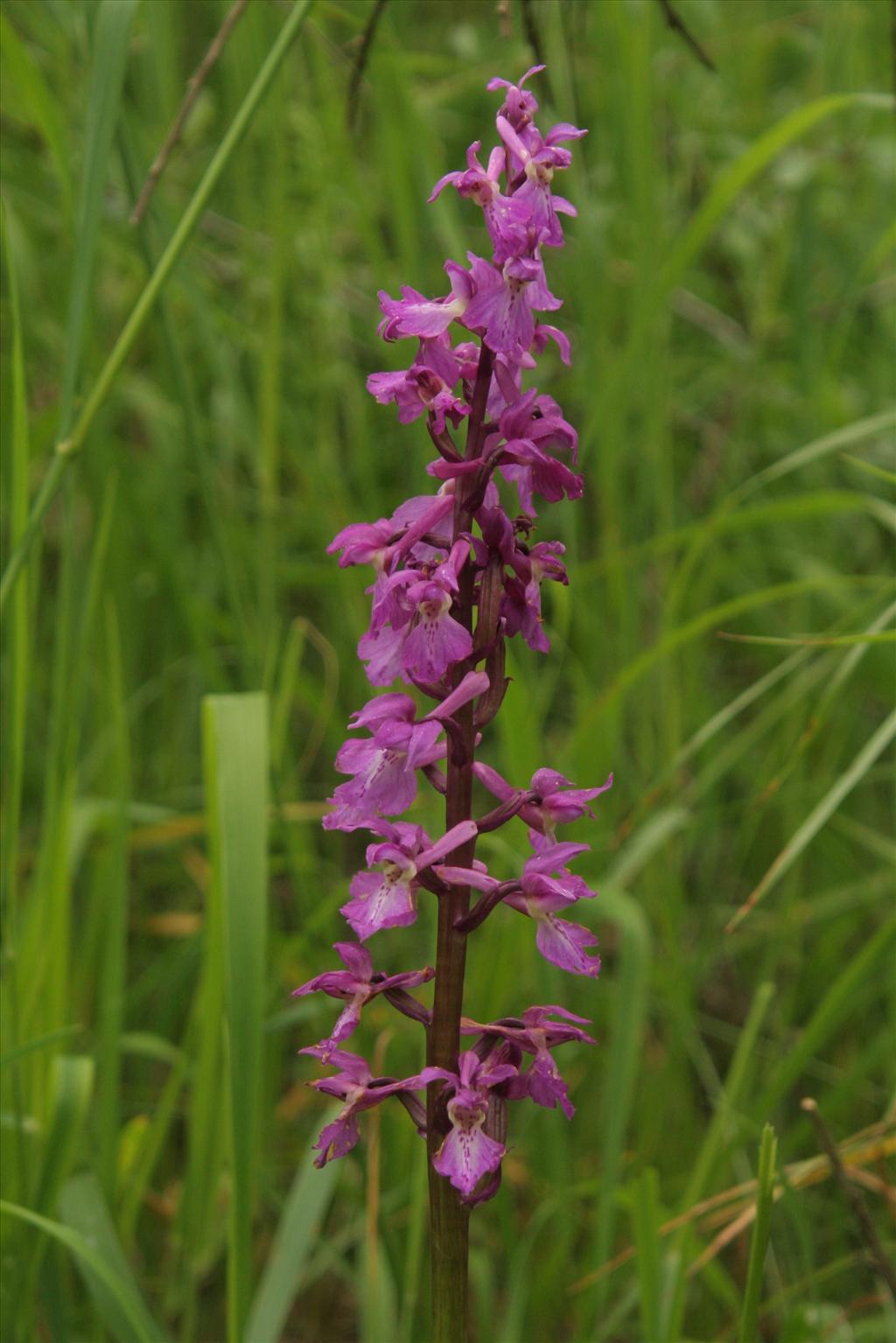 Orchis mascula (door Willem Braam)