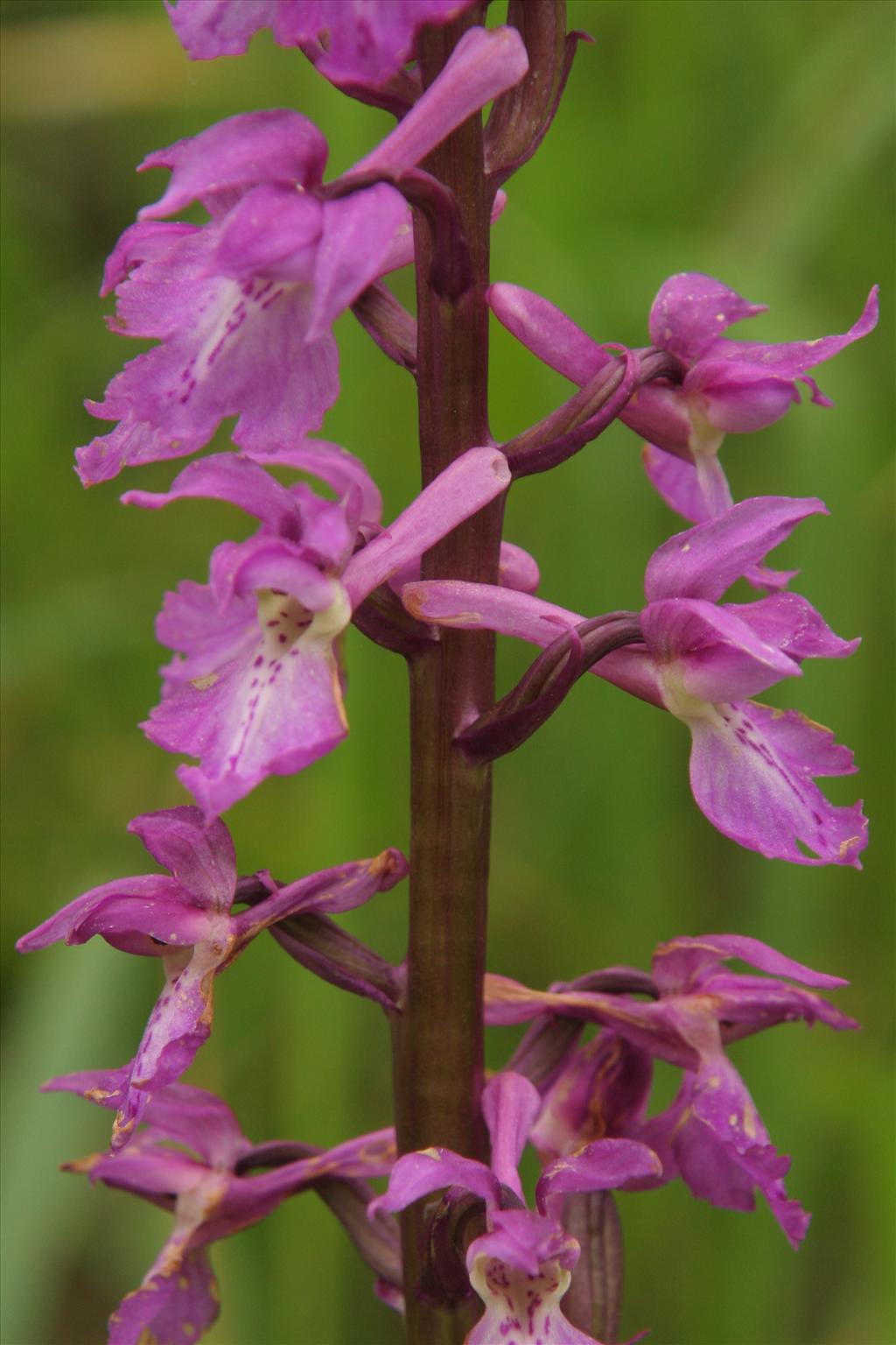 Orchis mascula (door Willem Braam)