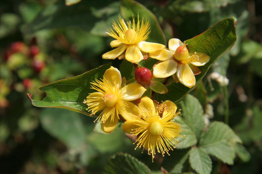 Hypericum androsaemum (door Willem Braam)