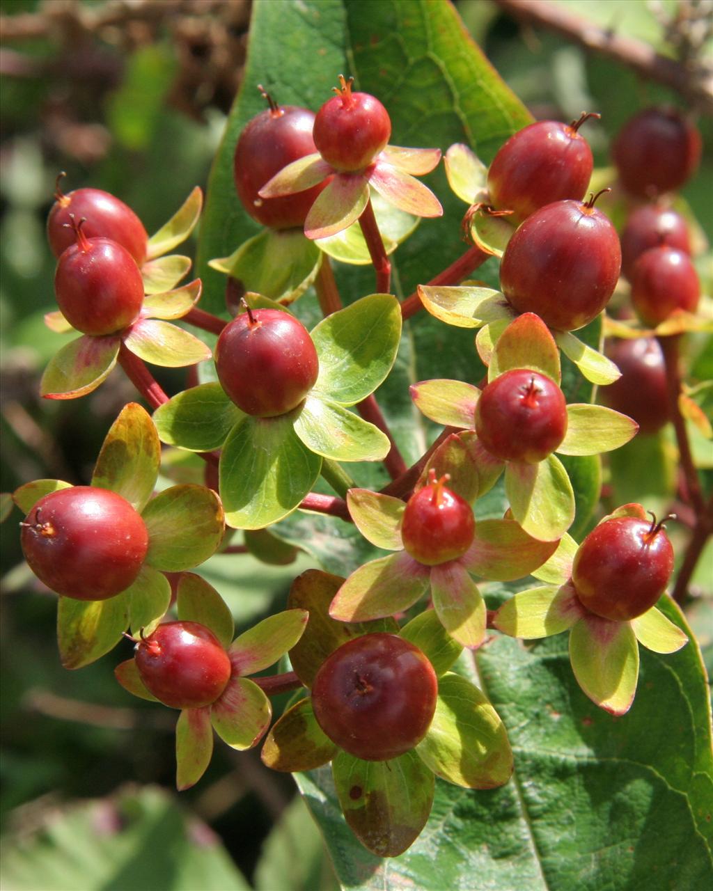 Hypericum androsaemum (door Willem Braam)