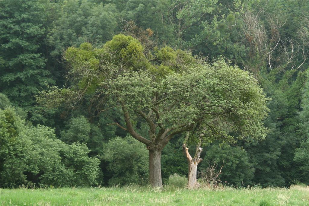 Viscum album (door Willem Braam)