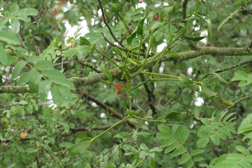 Viscum album (door Willem Braam)