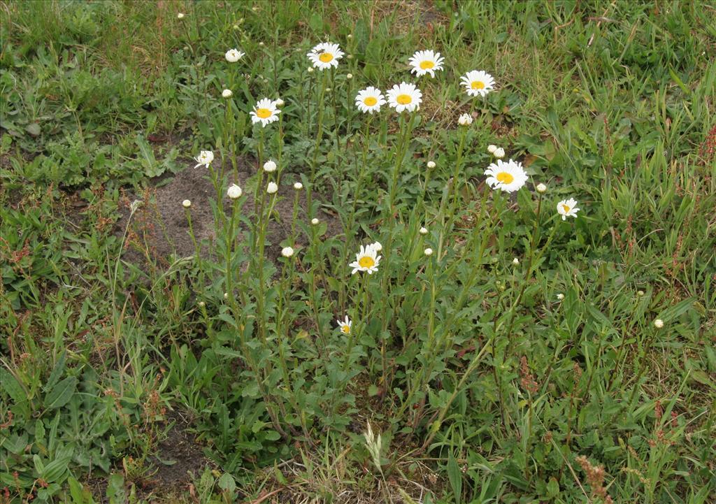 Leucanthemum vulgare (door Willem Braam)