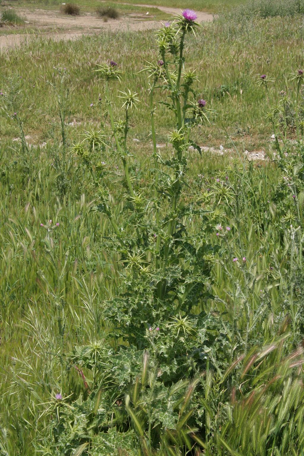 Silybum marianum (door Willem Braam)