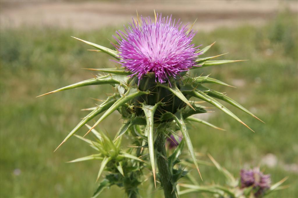 Silybum marianum (door Willem Braam)