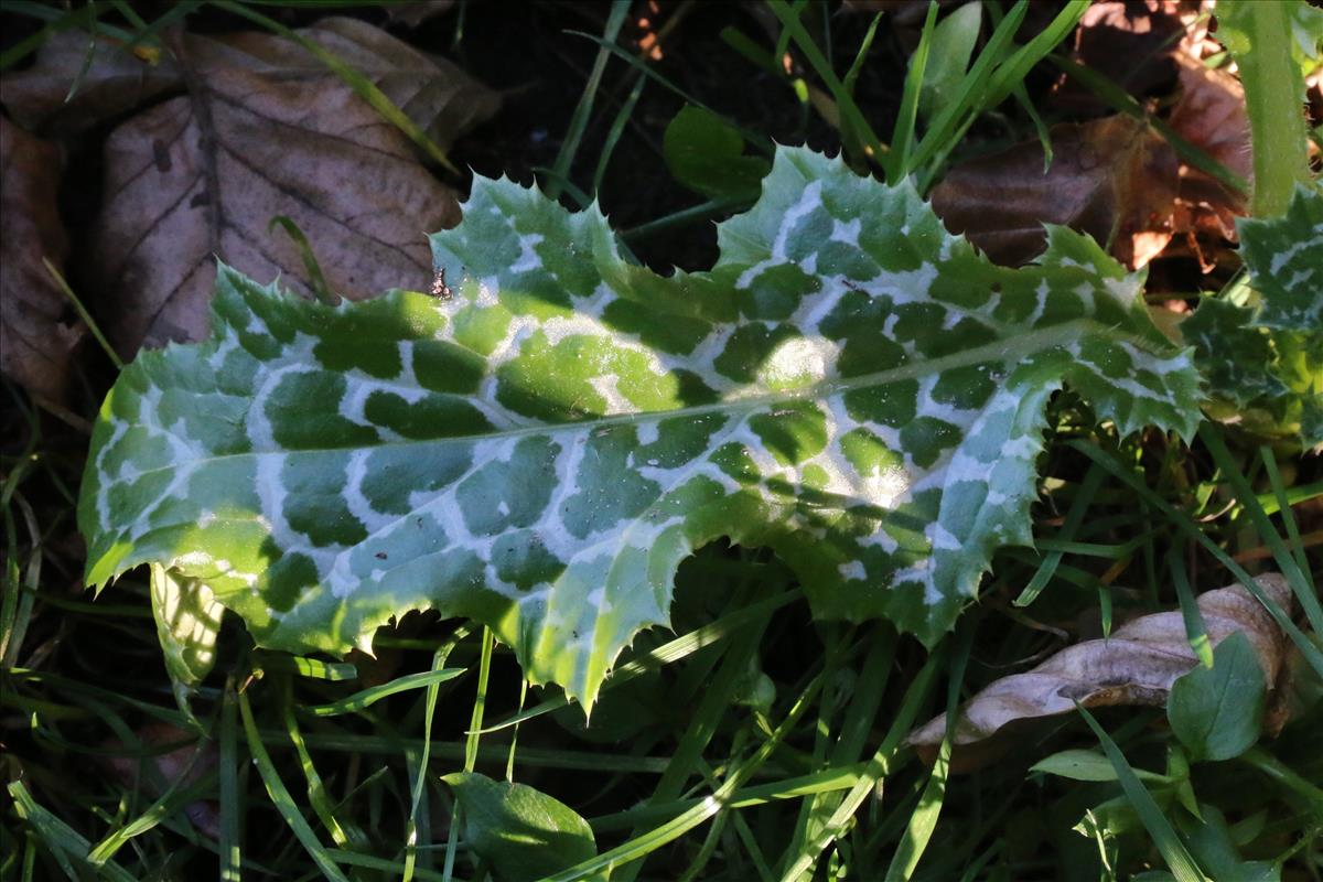 Silybum marianum (door Willem Braam)