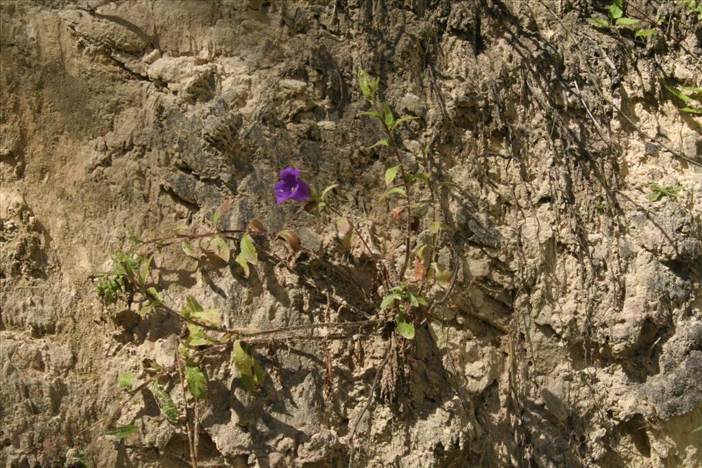 Campanula medium (door Willem Braam)