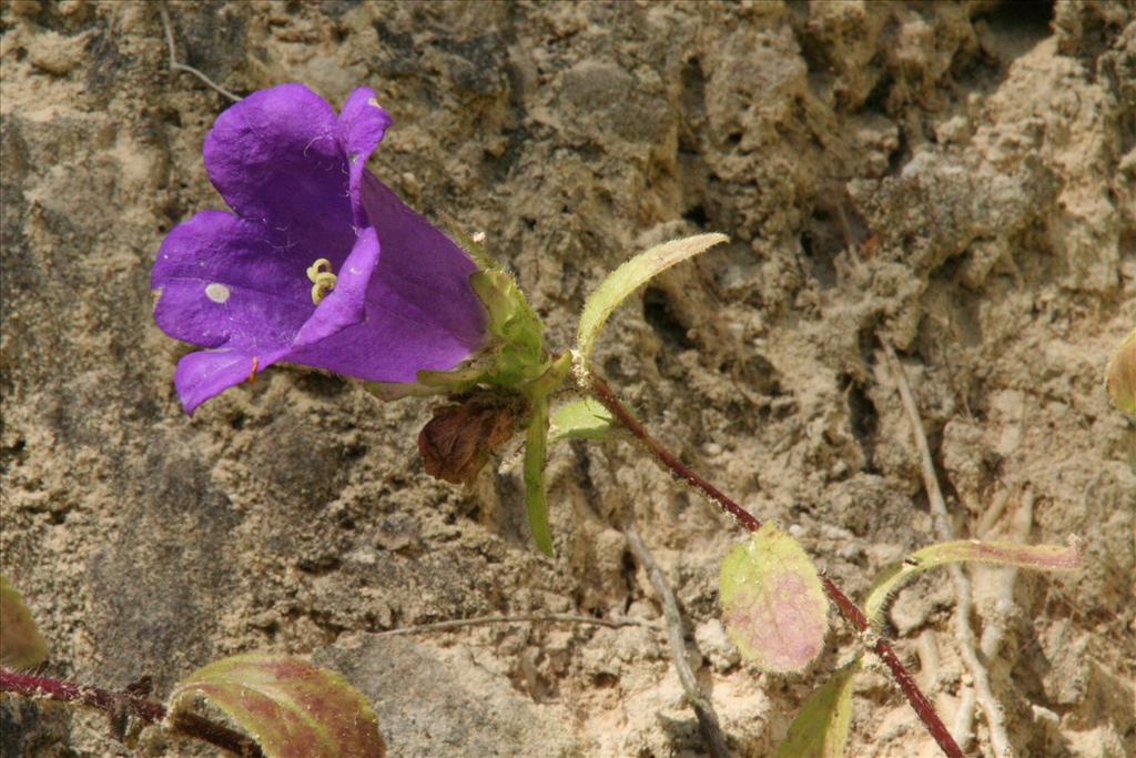 Campanula medium (door Willem Braam)