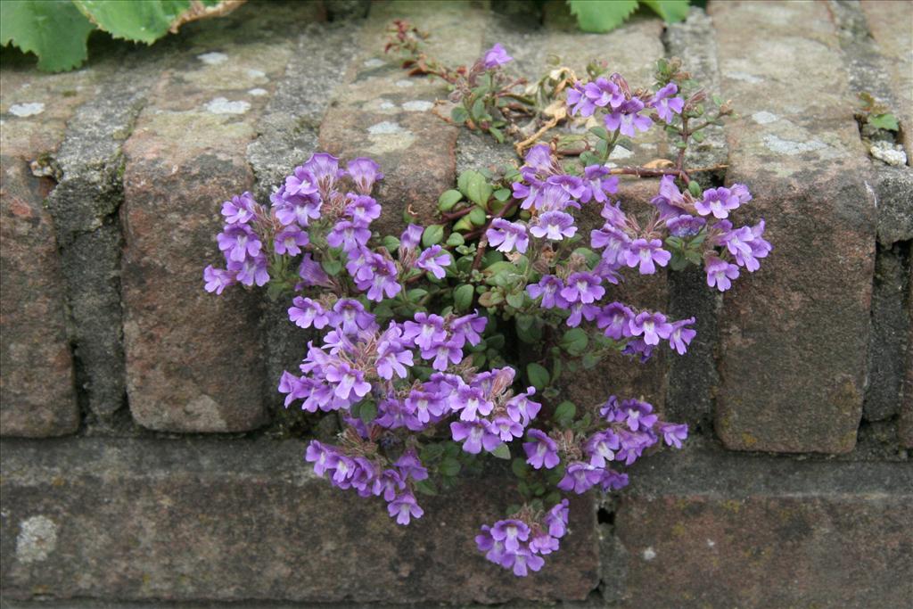 Chaenorhinum origanifolium (door Willem Braam)