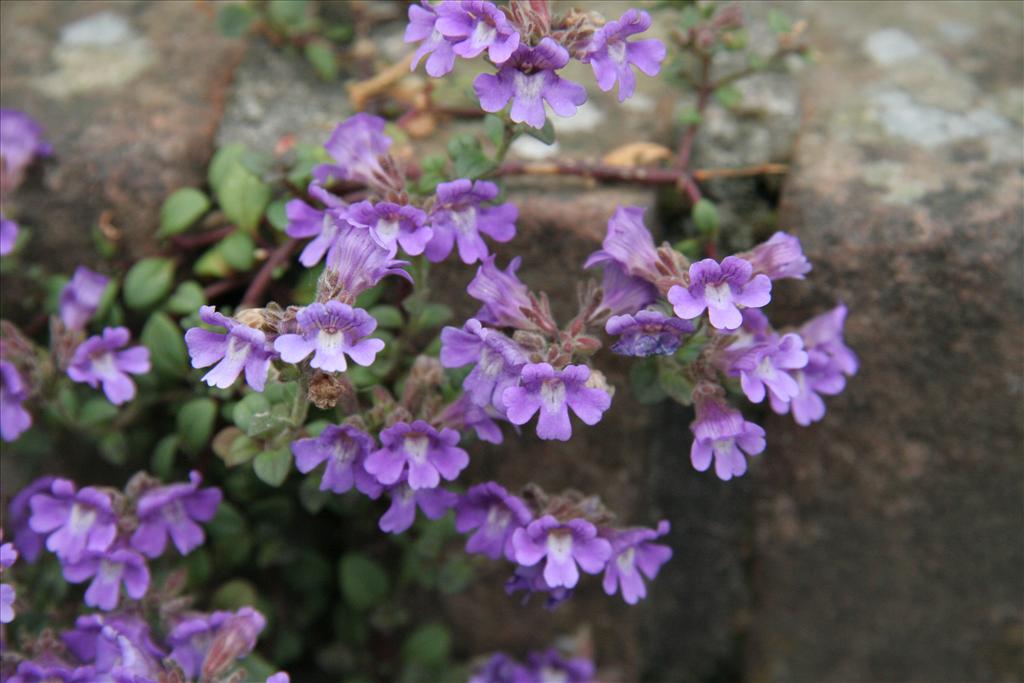 Chaenorhinum origanifolium (door Willem Braam)