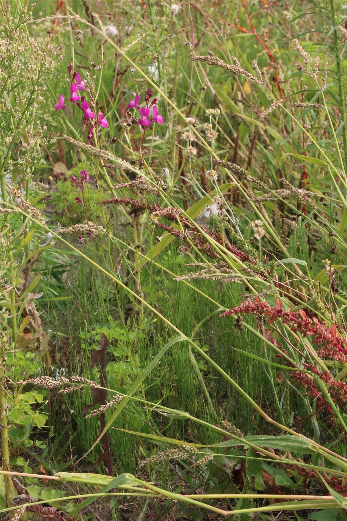 Linaria maroccana (door Willem Braam)