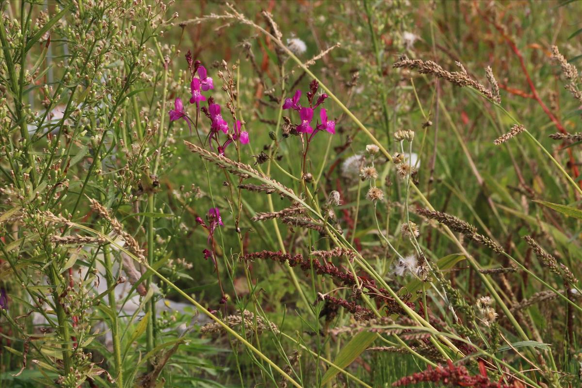 Linaria maroccana (door Willem Braam)