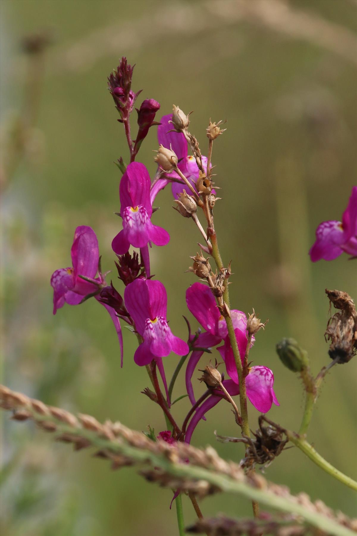 Linaria maroccana (door Willem Braam)