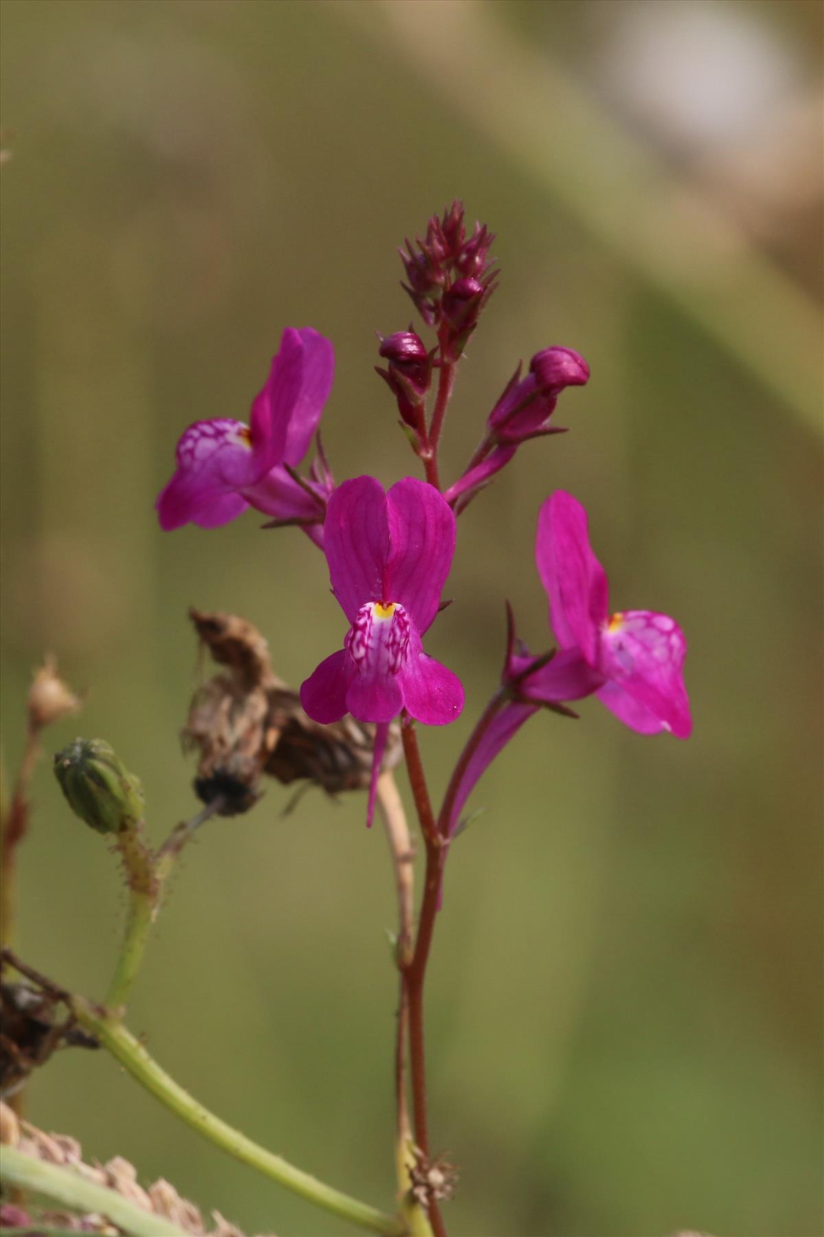 Linaria maroccana (door Willem Braam)